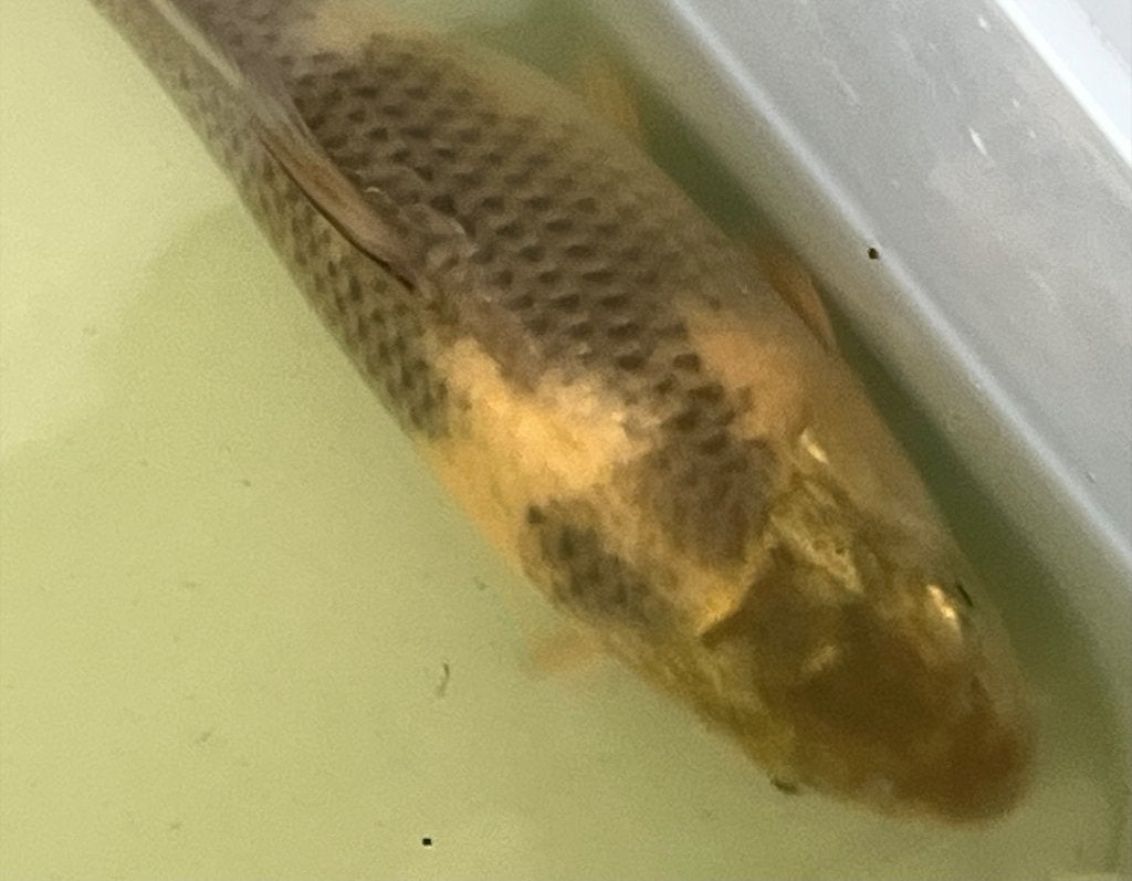Bijzondere Koi van 22,5 cm, Karper of Koi