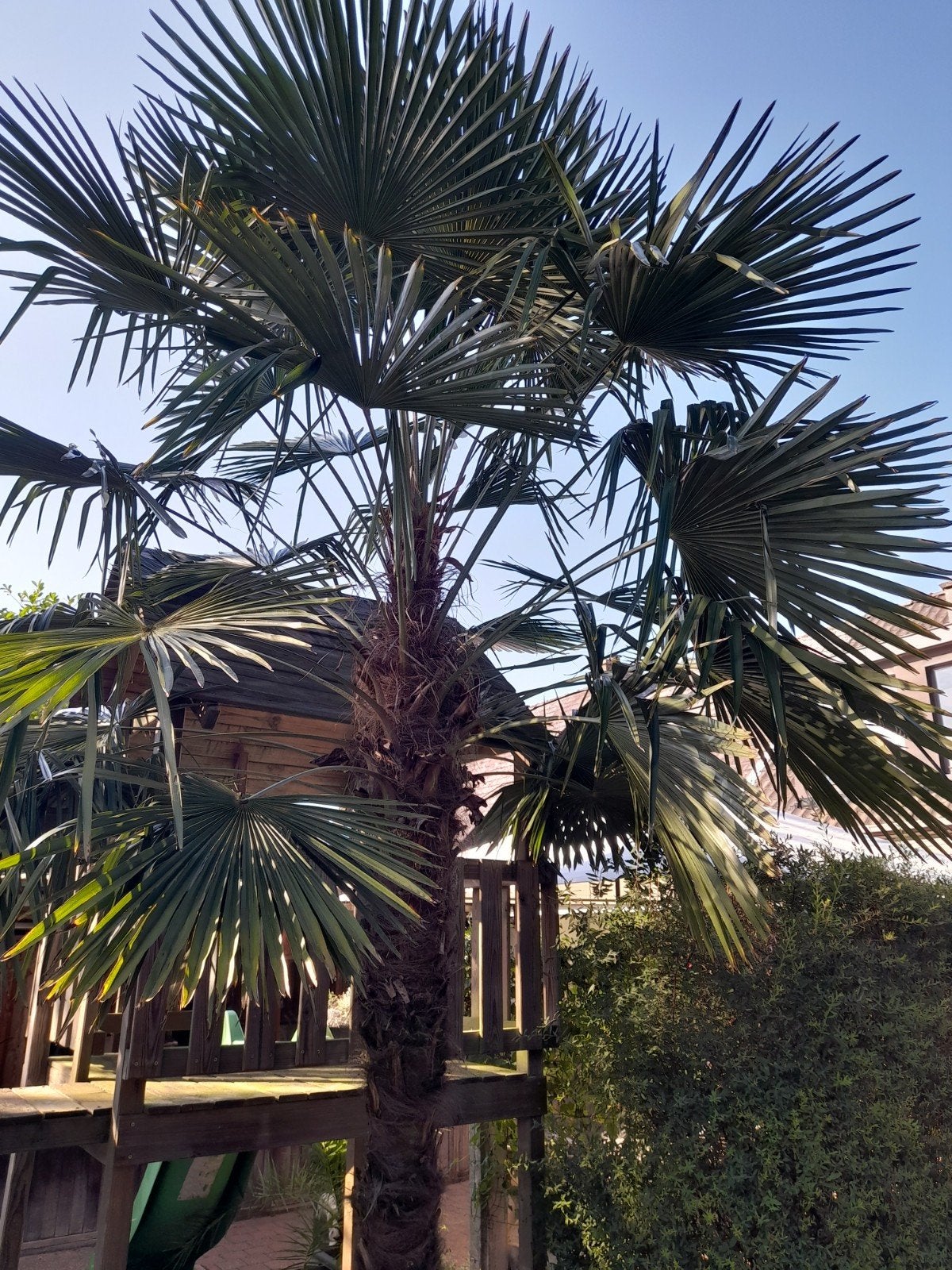 Palmboom, Tuin en Terras, Planten | Bomen, Ophalen, Palmboom