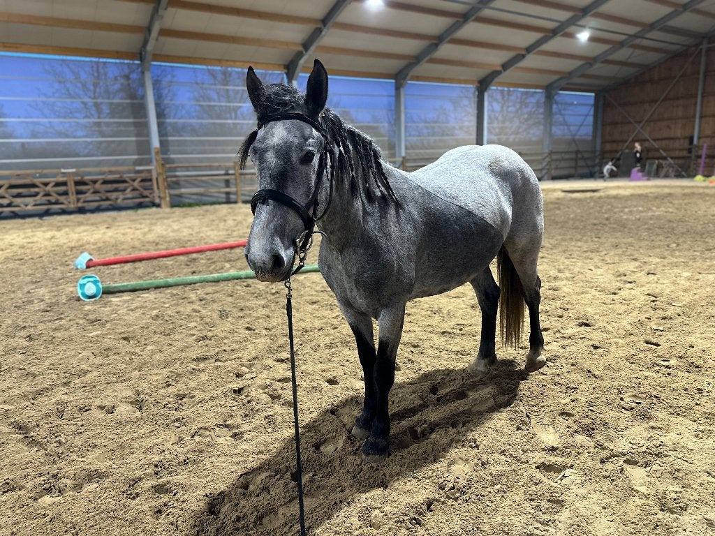 Jument de 4 ans/cheval à vendre/poney à vendre, Animaux & Accessoires, Chevaux, Vermifugé, Débourré, Moins de 160 cm, Jument