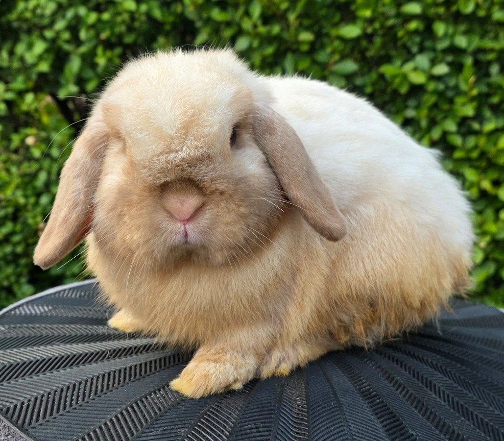 IN OPTIE -  Minilop Ram, Mâle, Nain, Oreilles tombantes, 0 à 2 ans