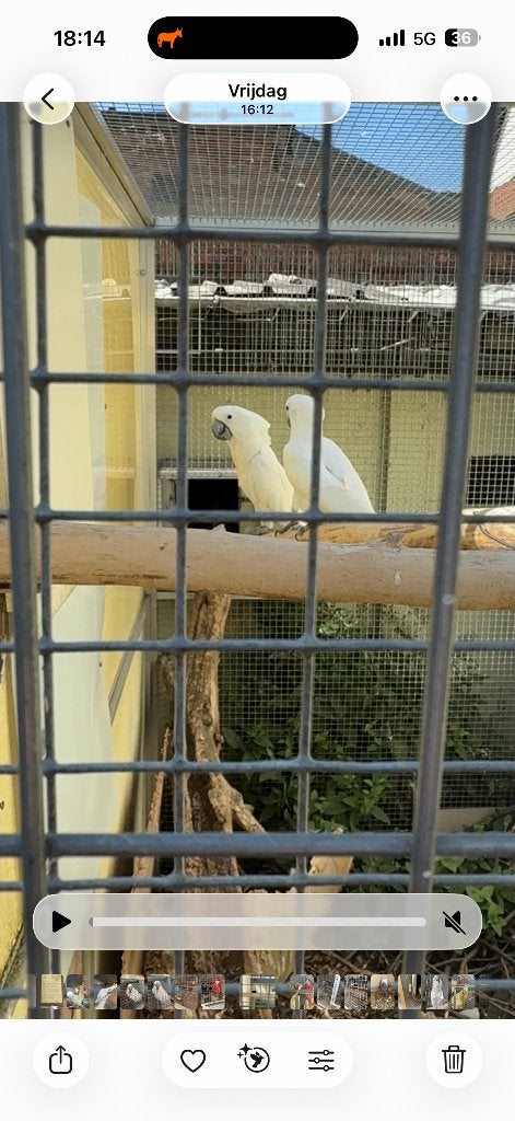 3 koppels witkuifkaketoes (Alba), Meerdere dieren, Papegaai, Pratend
