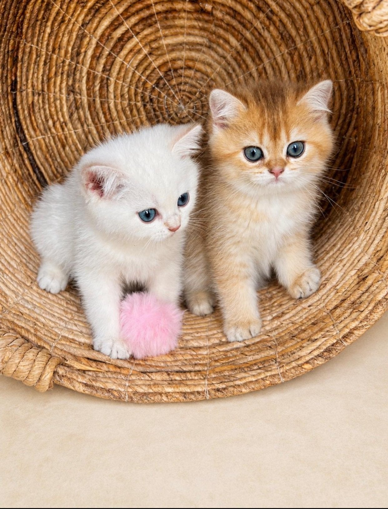 Mooie britse korthaar kittens, Meerdere dieren, Gechipt, 0 tot 2 jaar