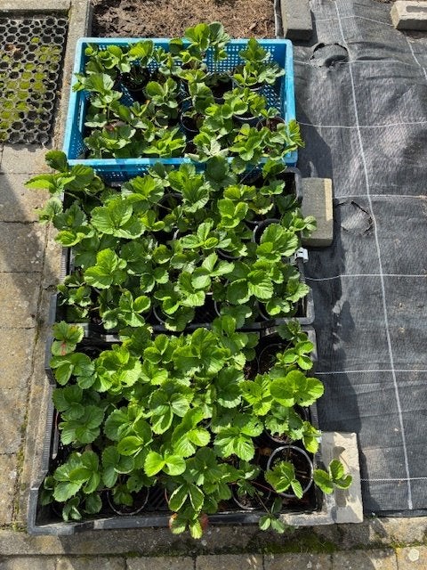 Aardbeiplanten - Vima Zanta, Ophalen, Lente, Tweejarig, Fruitplanten