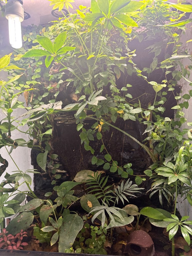 Paludarium volledig ingericht, Dieren en Toebehoren, Reptielen en Amfibieën, Met terrarium, 0 tot 2 jaar