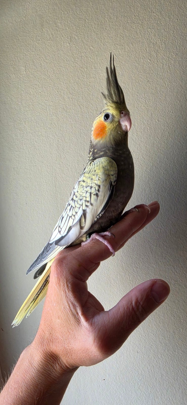 Valkparkiet handtam (Popje) Met DNA Certificaat, Animaux & Accessoires, Oiseaux | Perruches & Perroquets
