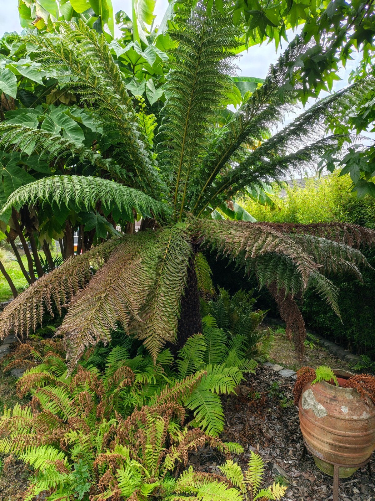 dicksonia antarctica (boomvaren), Ophalen
