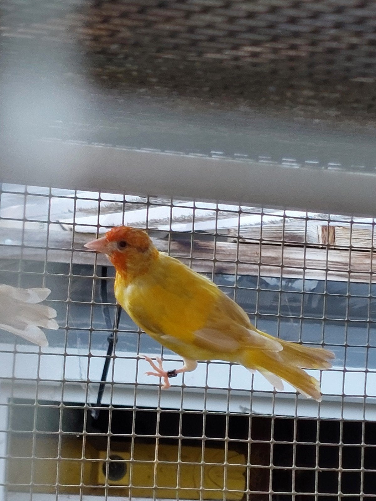 distelvinken putters, Dieren en Toebehoren