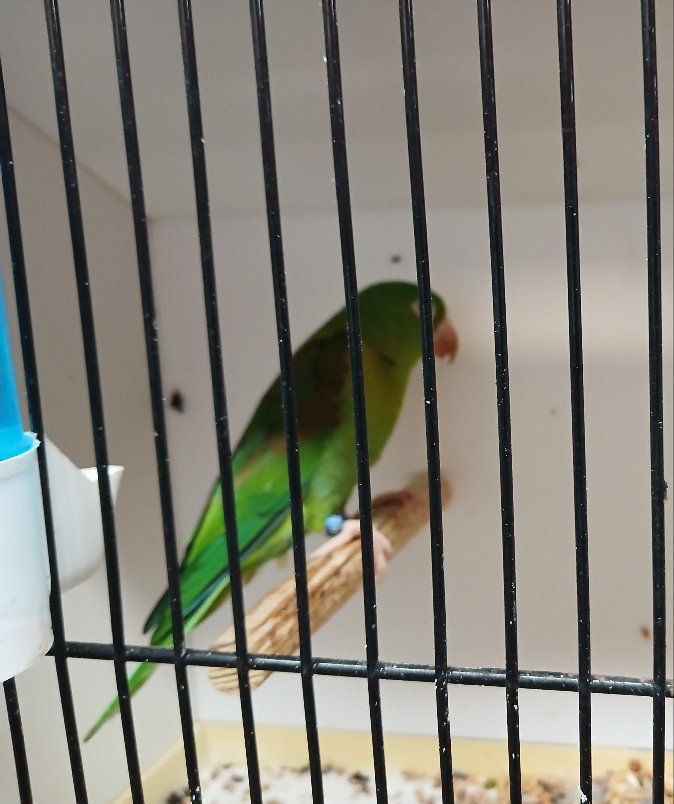 2 poppen tovi parkieten, Dieren en Toebehoren