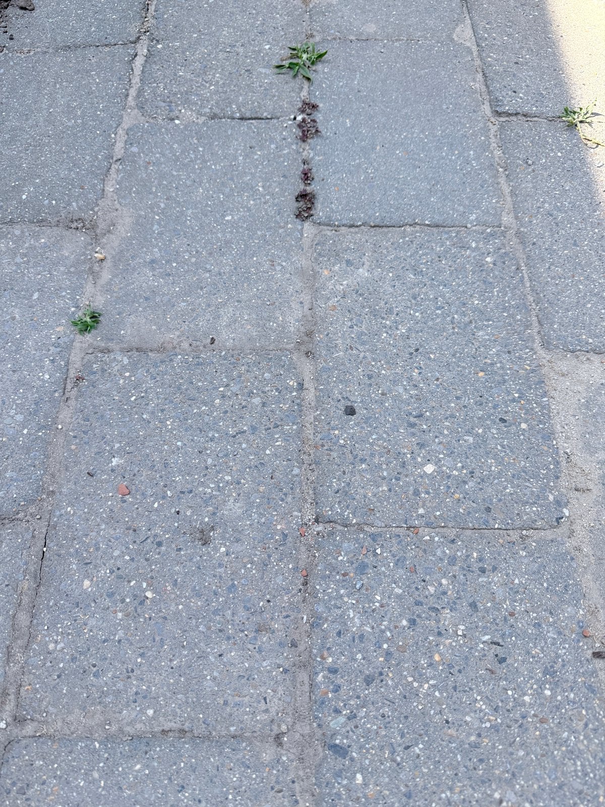 32 m2 gebruikte betontegels 30x20x6cm, Enlèvement, Béton