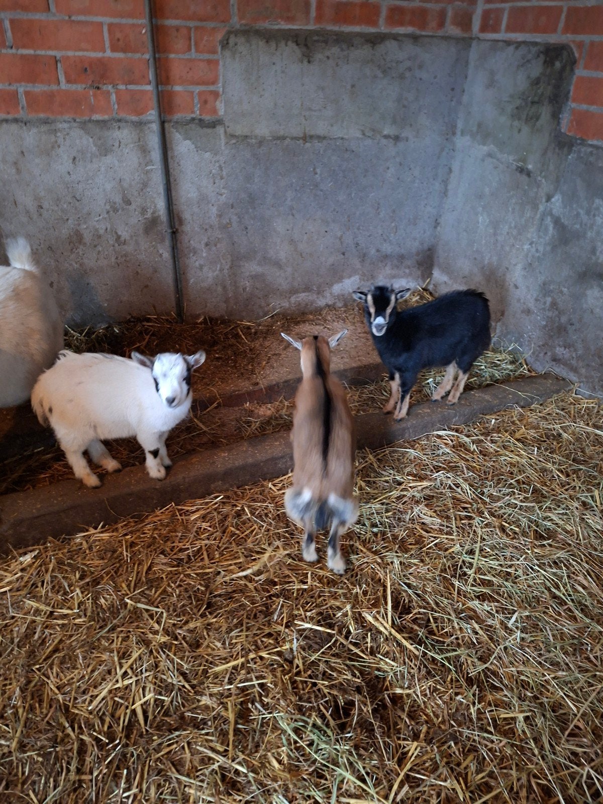 miekes 4 maand oud, Vrouwelijk, Geit, 0 tot 2 jaar