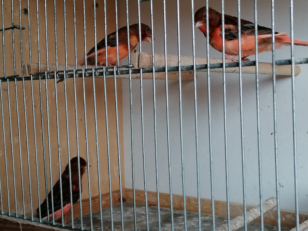 vogels, Mâle, Canari chanteur