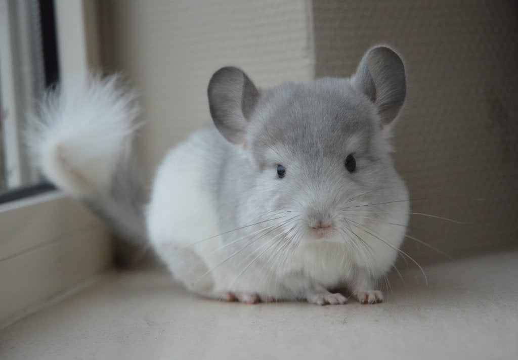 chinchilla, jeunes chèvres, Chinchilla, Mâle, Juin, Domestique