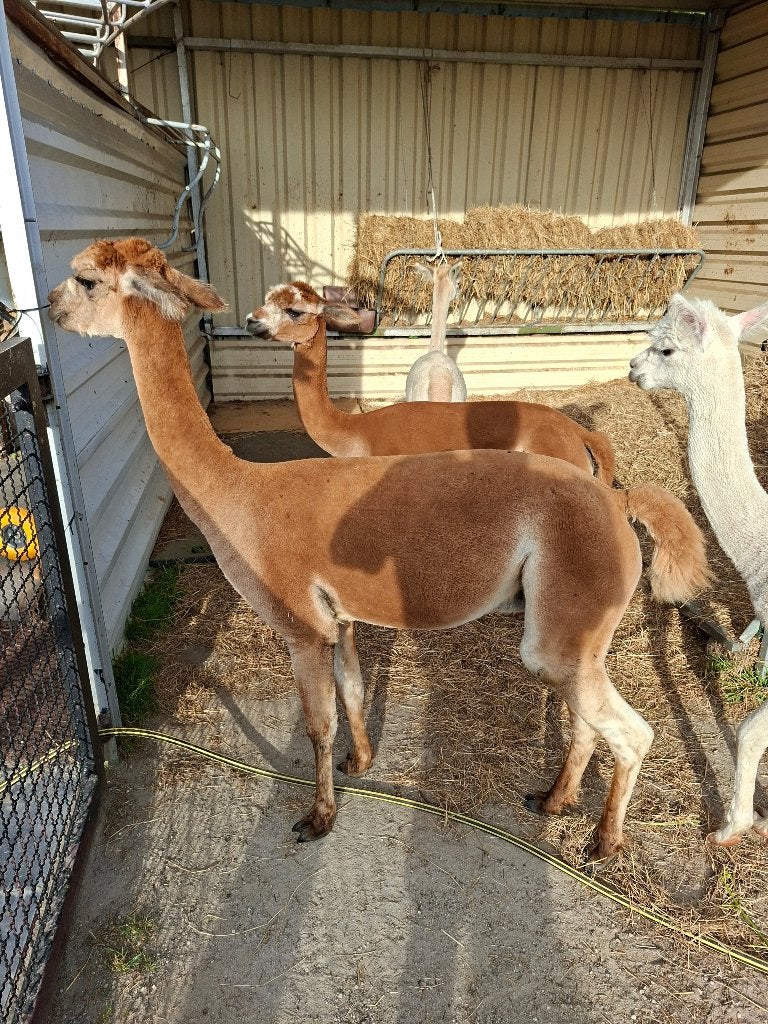 Alpaca ruin, Dieren en Toebehoren, Schapen, Geiten en Varkens