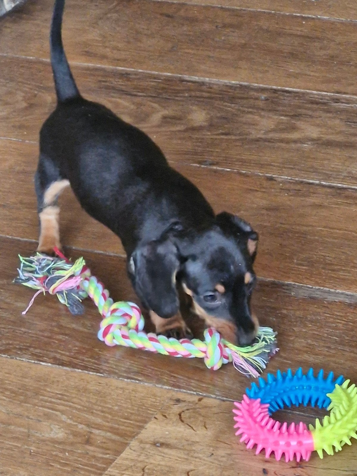 chiots teckels nains, Animaux & Accessoires, Chiens | Teckels & Bassets, Plusieurs animaux, Poils courts, Nain, Éleveur | Loisir