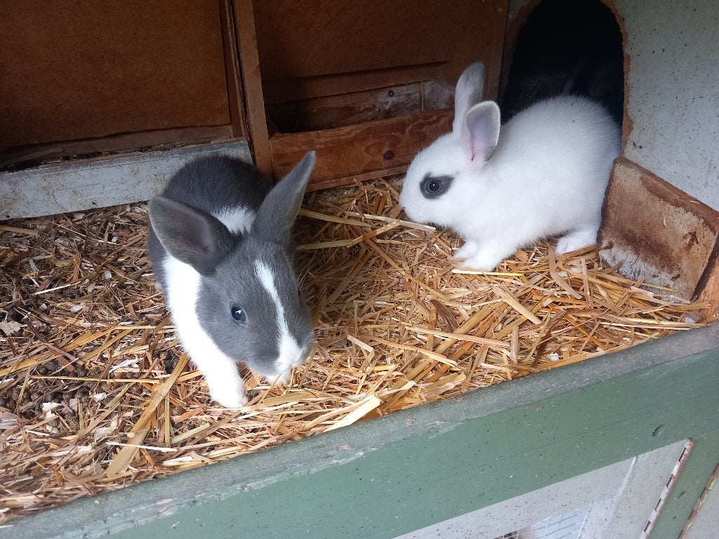 Dwergkonijnen, Dieren en Toebehoren, Meerdere dieren, Dwerg