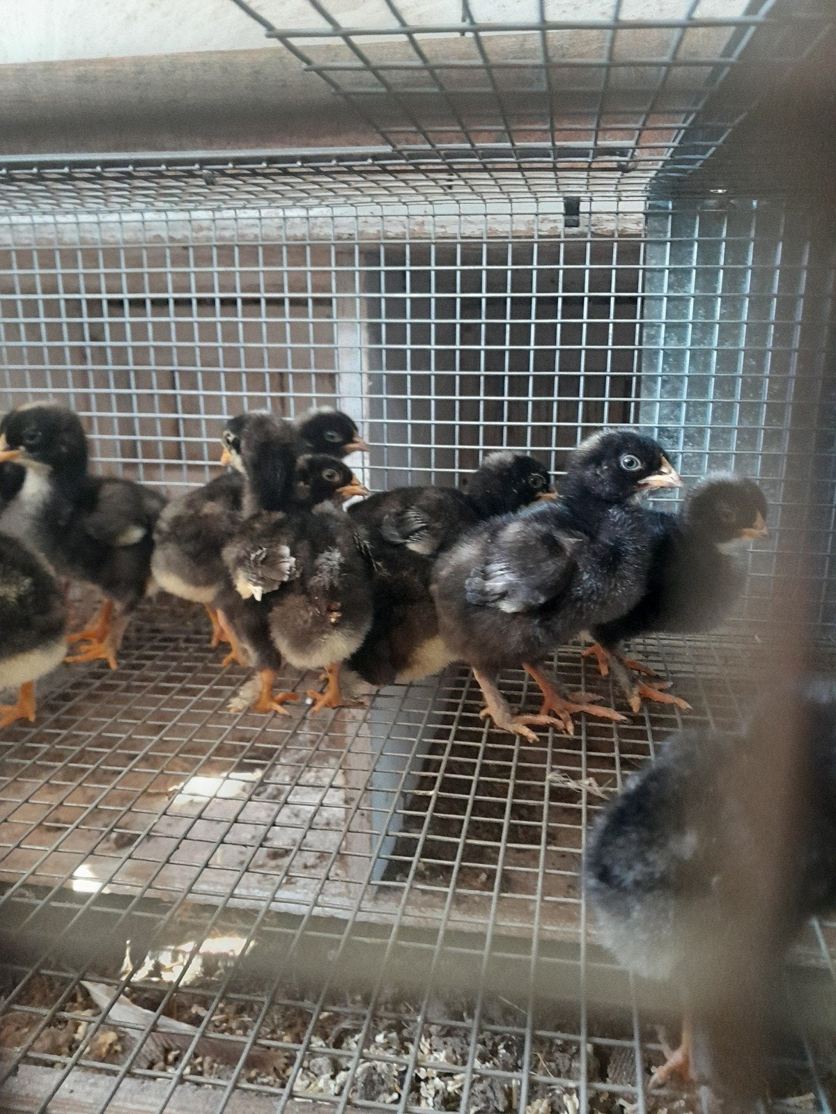 mechelse koekoek kuikens kippen, Dieren en Toebehoren, Pluimvee, Geslacht onbekend, Kip