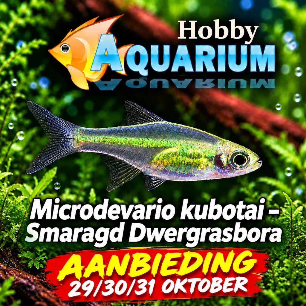 Microdevario kubotai –Smaragd Dwergrasbora - Rasbora Kubotai, Vis, Zoetwatervis, Schoolvis