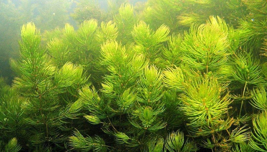 ceratophylum demersum 1€, Enlèvement