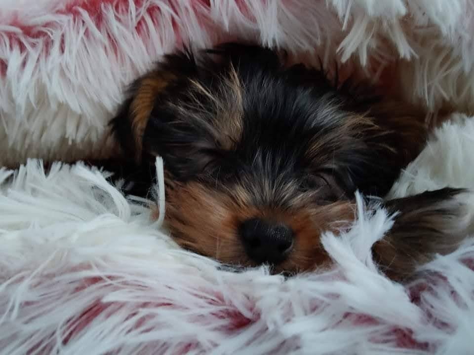 Yorkshire Terriër pups, Yorkshire Terrier, 8 à 15 semaines, Plusieurs, Éleveur | Loisir
