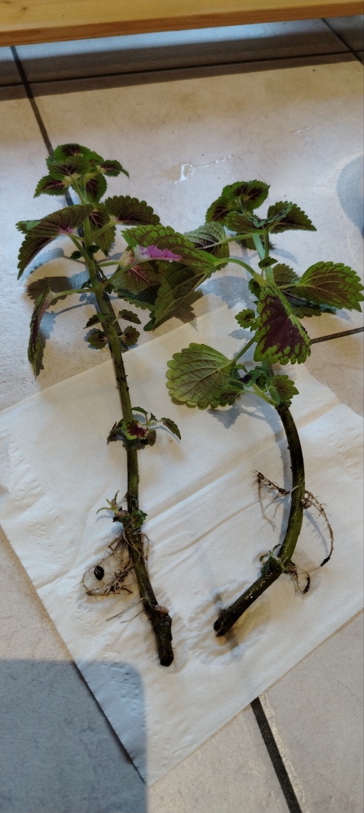 Boutures   COLEUS  avec racines (2)  à donner  pour poter ., Enlèvement, Ombre partielle