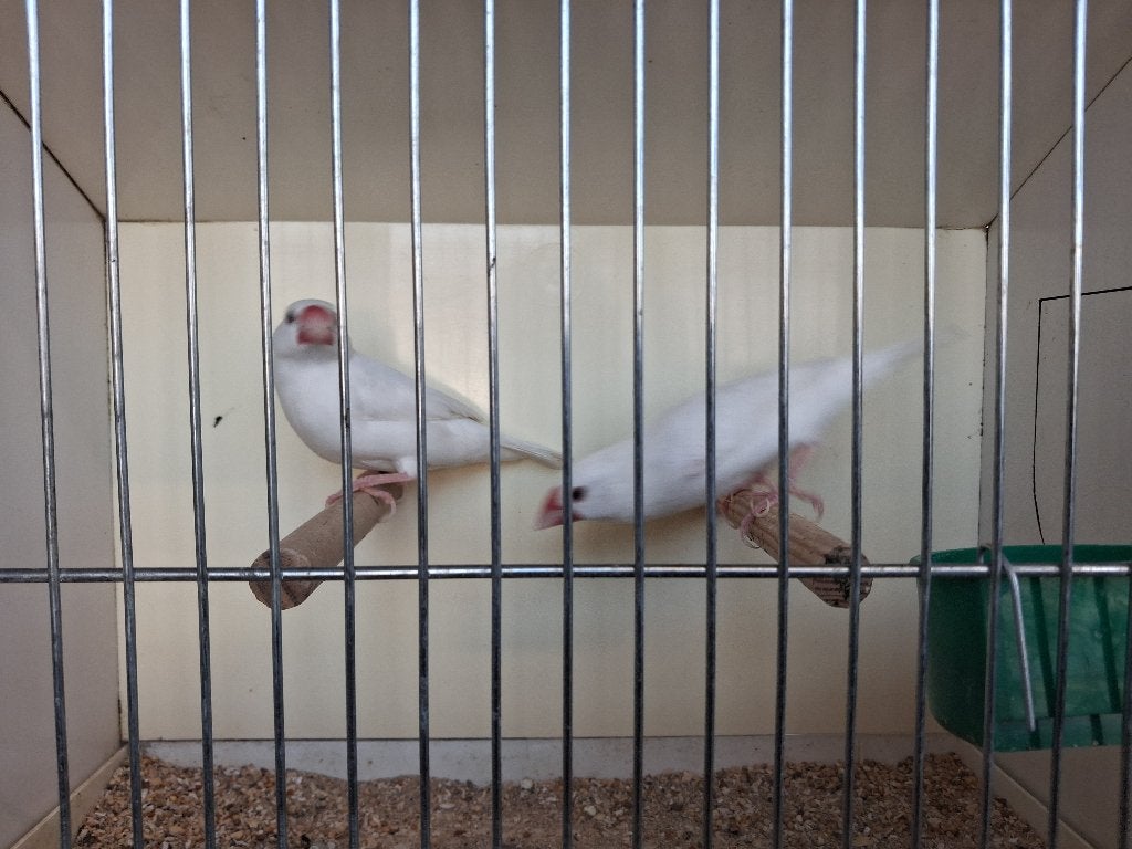 Witte padda koppel, Dieren en Toebehoren, Meerdere dieren, Tropenvogel, Geringd