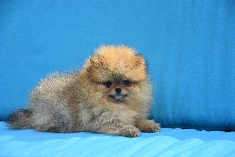 Prachtig Rouge Pomeriaan pupje, Animaux & Accessoires, Loulou, Maladie de Carré (chiens), Chienne, Belgique