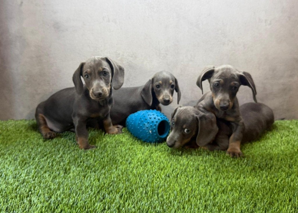 Dwerg Teckel / Dachshund pups, Poils courts, 8 à 15 semaines, Plusieurs, Éleveur | Loisir