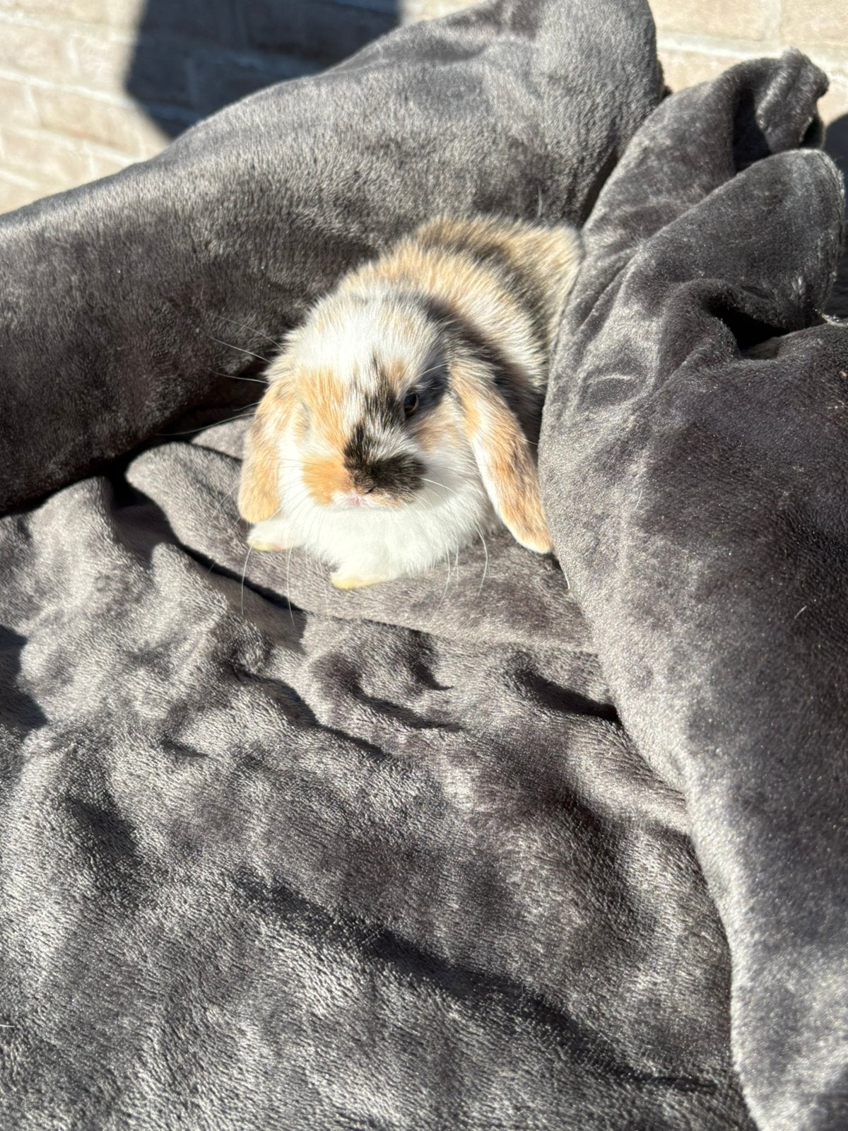 Minilopjes konijntjes zoeken warm thuisje, Dieren en Toebehoren, Meerdere dieren, Klein, Hangoor, 0 tot 2 jaar