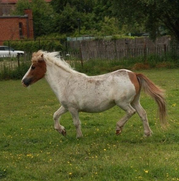 Shetlander / dartmoor pony, Dieren en Toebehoren, Merrie, Gechipt, A pony (tot 1.17m), Onbeleerd
