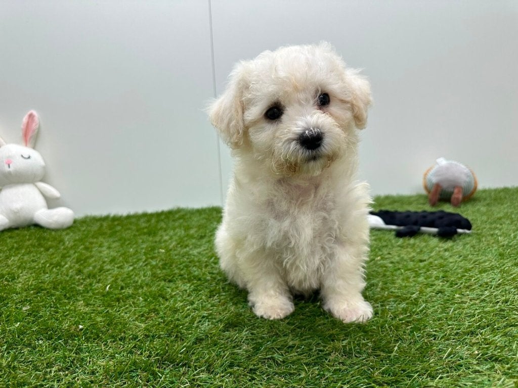 Chiots Bichon Frisé, Hépatite contagieuse (maladie de Rubarth), Autres races, Plusieurs, Belgique