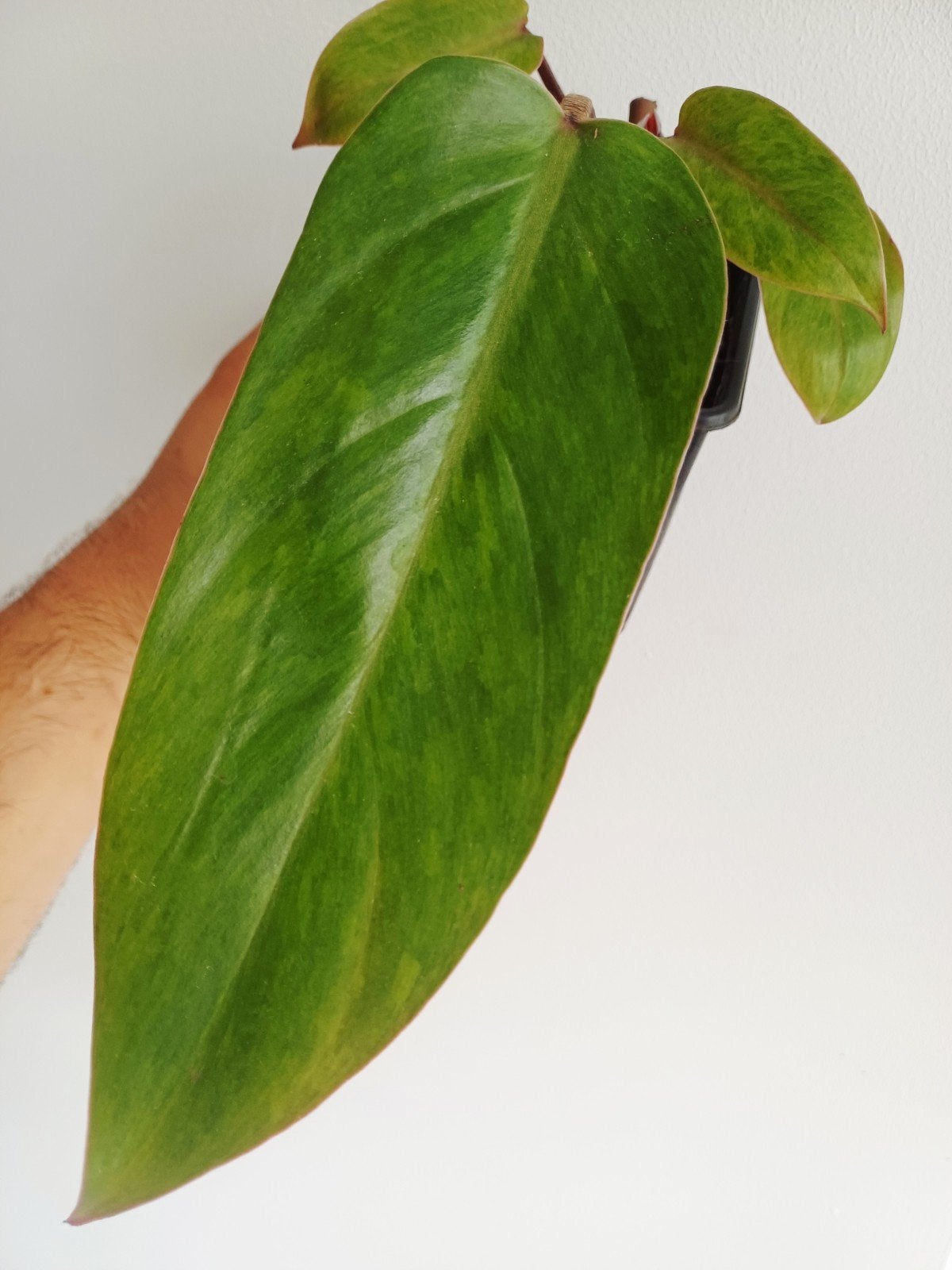 Philodendron Painted Lady, Overige soorten, In pot, Minder dan 100 cm, Groene kamerplant