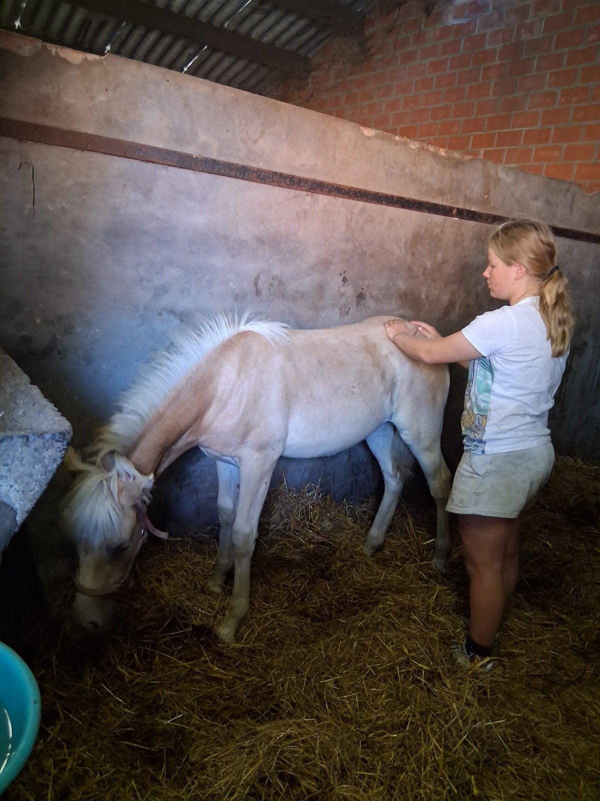 halflinger veulen, Avec puce électronique, Moins de 160 cm, 0 à 2 ans, Non dressé