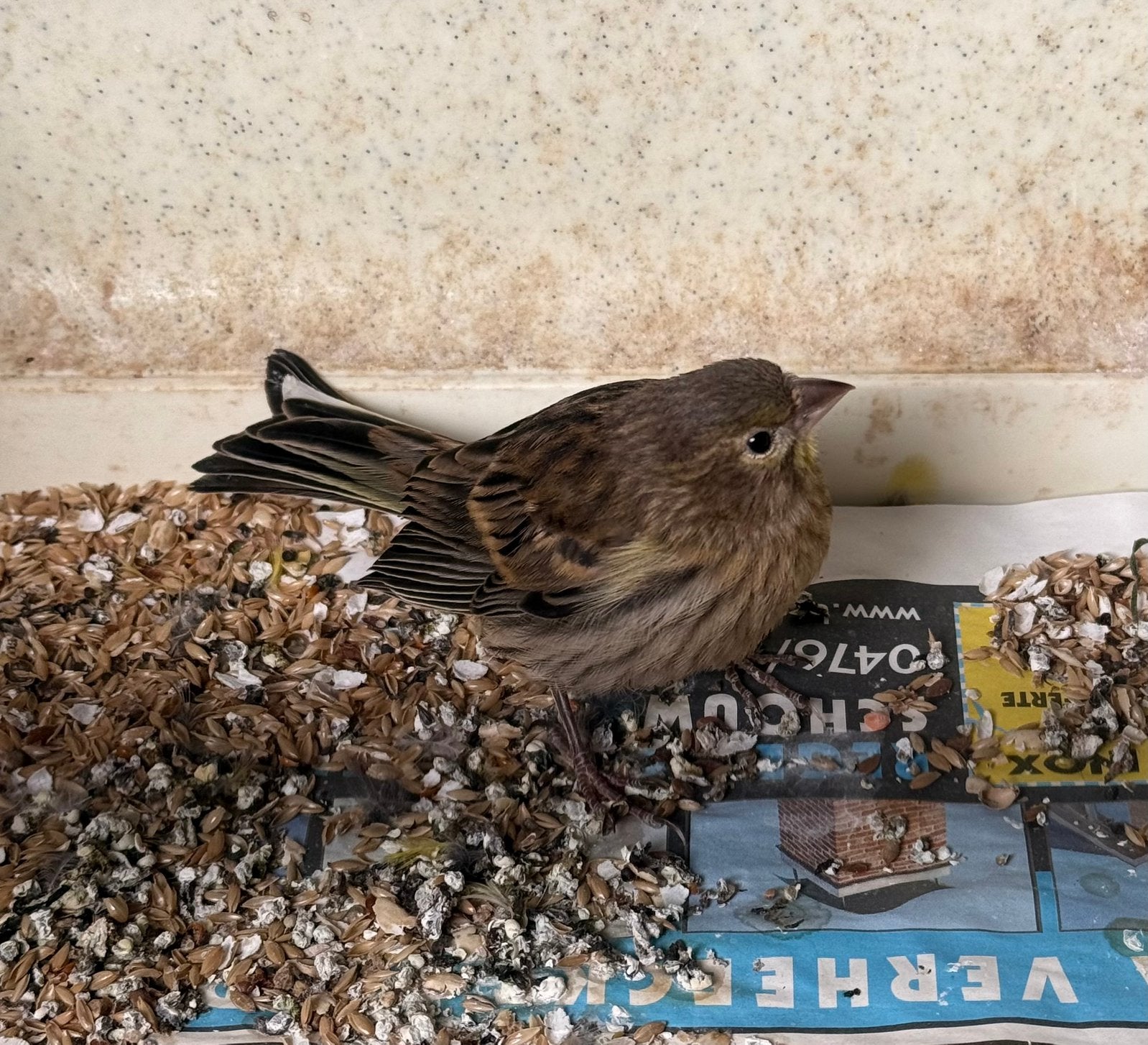 Timbrado jong 2026, Dieren en Toebehoren, Vogels | Kanaries