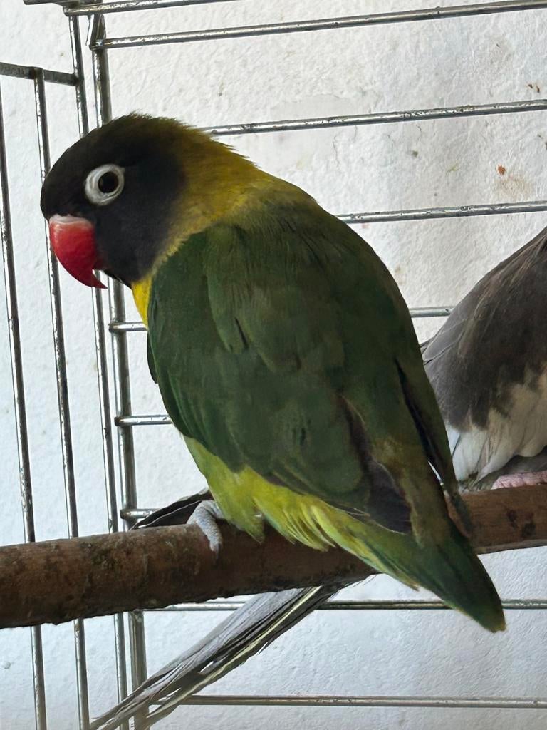 Agapornis, Perruche