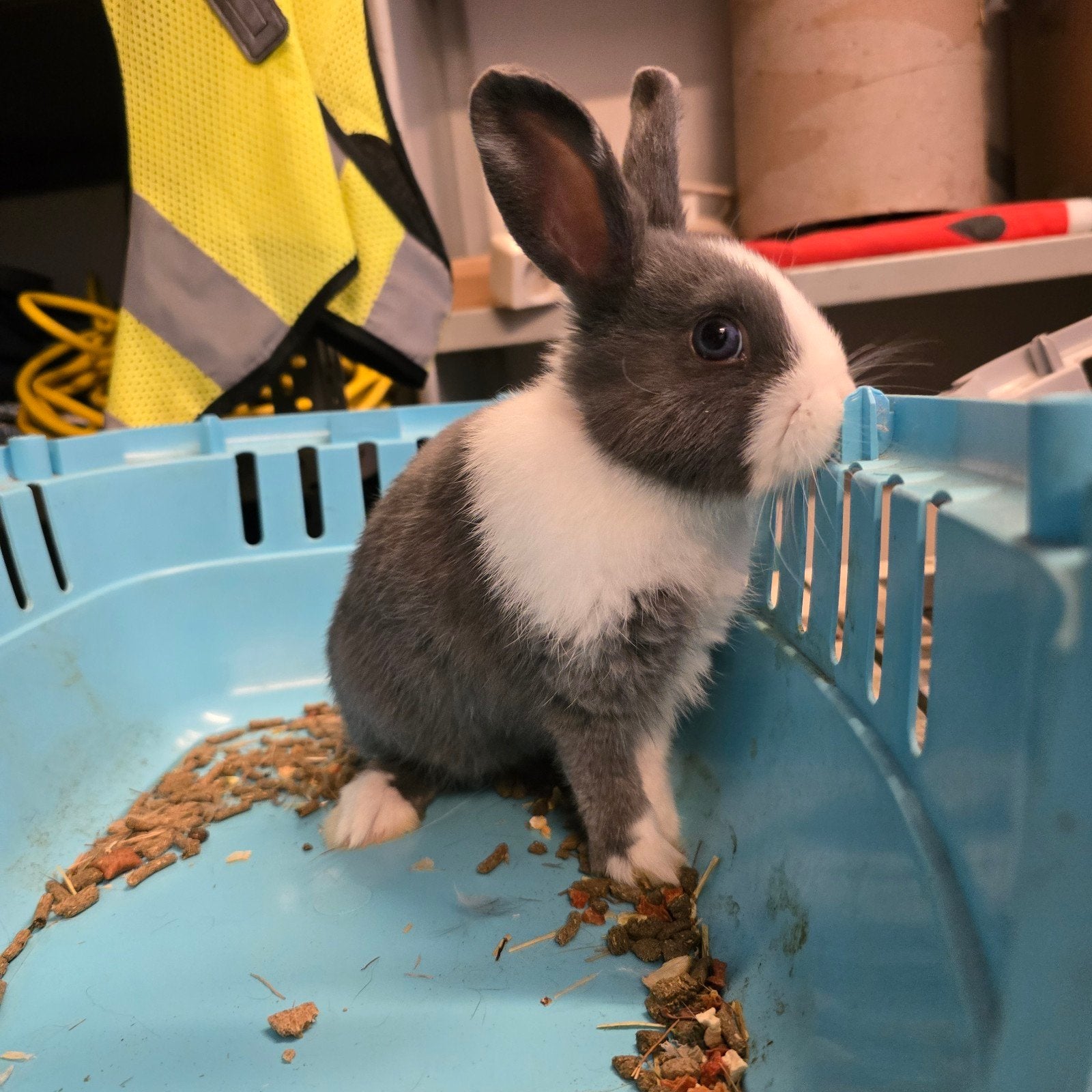 rammelaar konijntjes, Dieren en Toebehoren, Konijnen