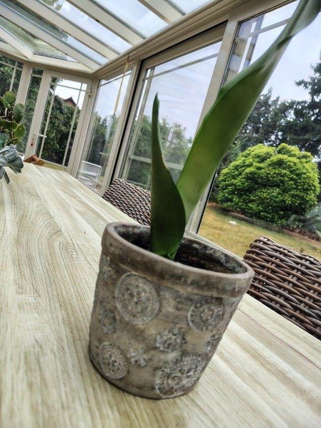 Sanseveria moonshine kamerplanten vrouwentong, Verzenden, Vetplant, In pot, Minder dan 100 cm