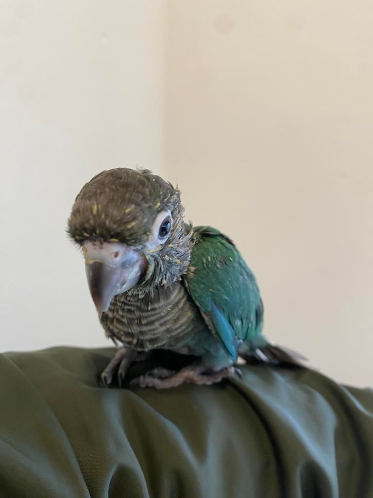 Conure bebe, Dieren en Toebehoren