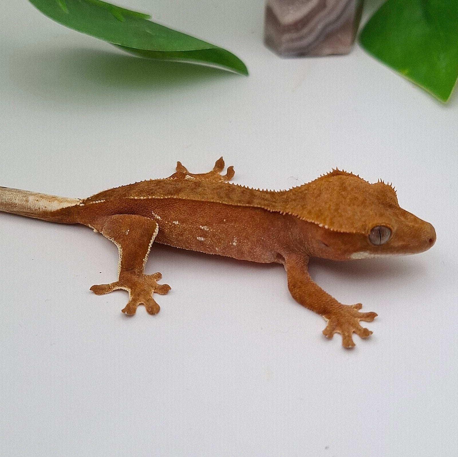 Red Phantom Portholes Emptyback wimpergekko vrouw, Dieren en Toebehoren, Hagedis, Tam, 0 tot 2 jaar
