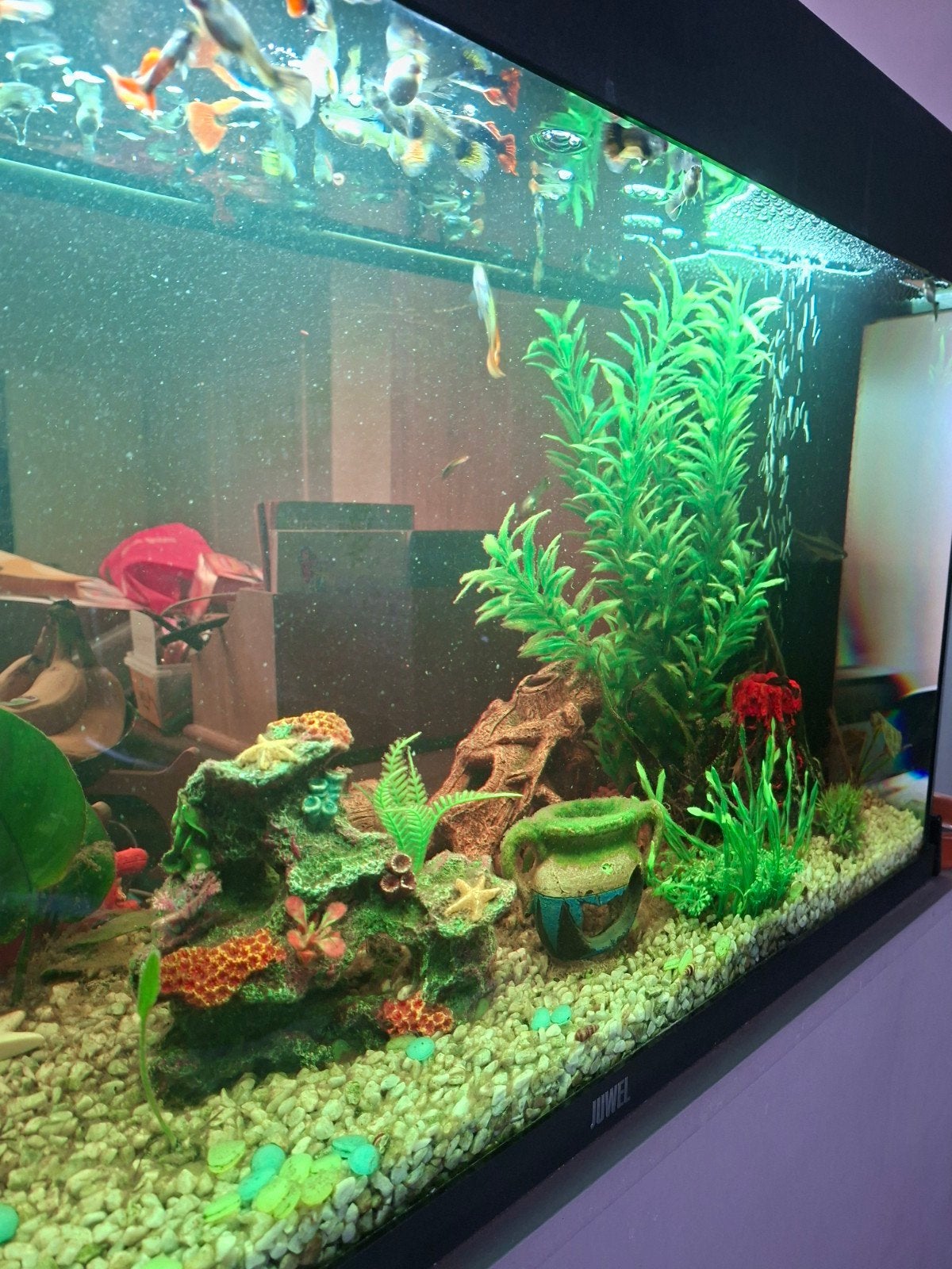 Juwel aquarium 180 liter, met vissen en veel extra's, Ophalen, Gebruikt, Gevuld zoetwateraquarium, Inclusief controller