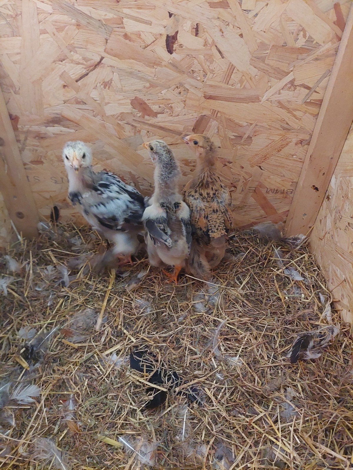 3 Brahma hennetjes en Gratis 2 haantjes