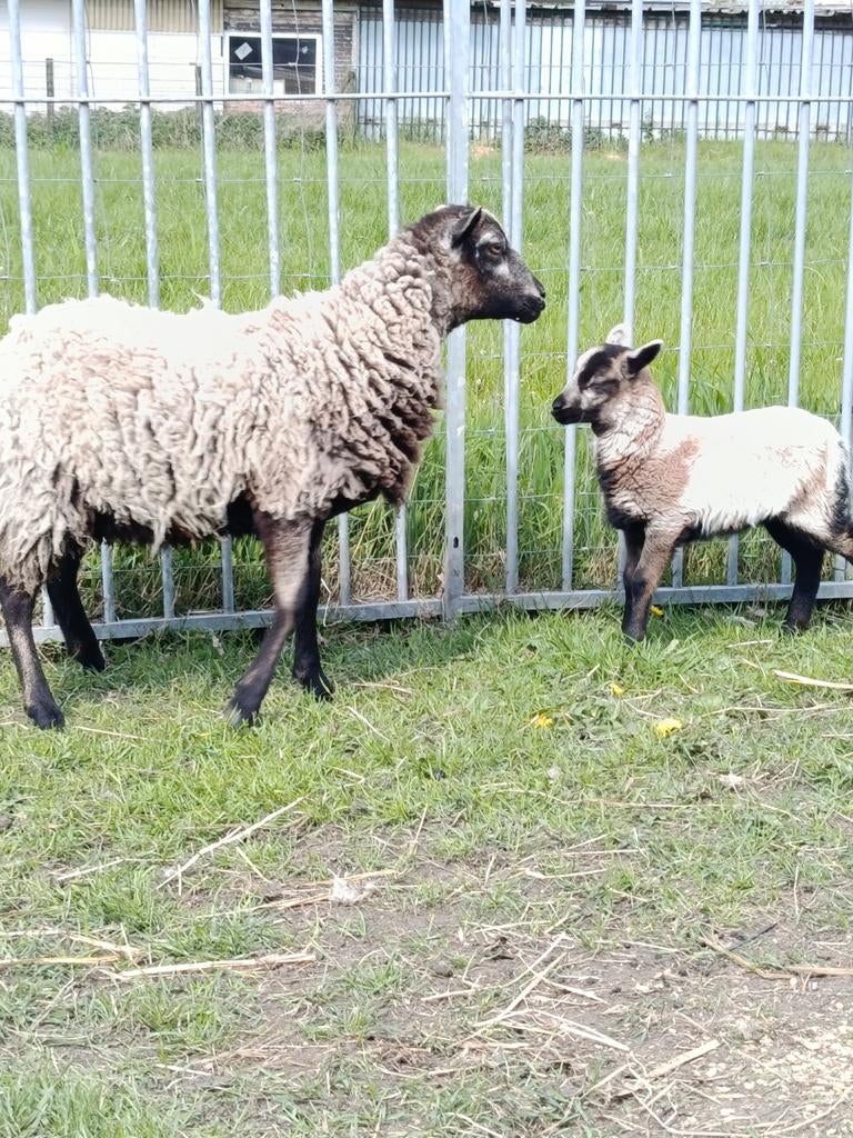 Zeer rustige ooi + ooilam, Dieren en Toebehoren, Schaap