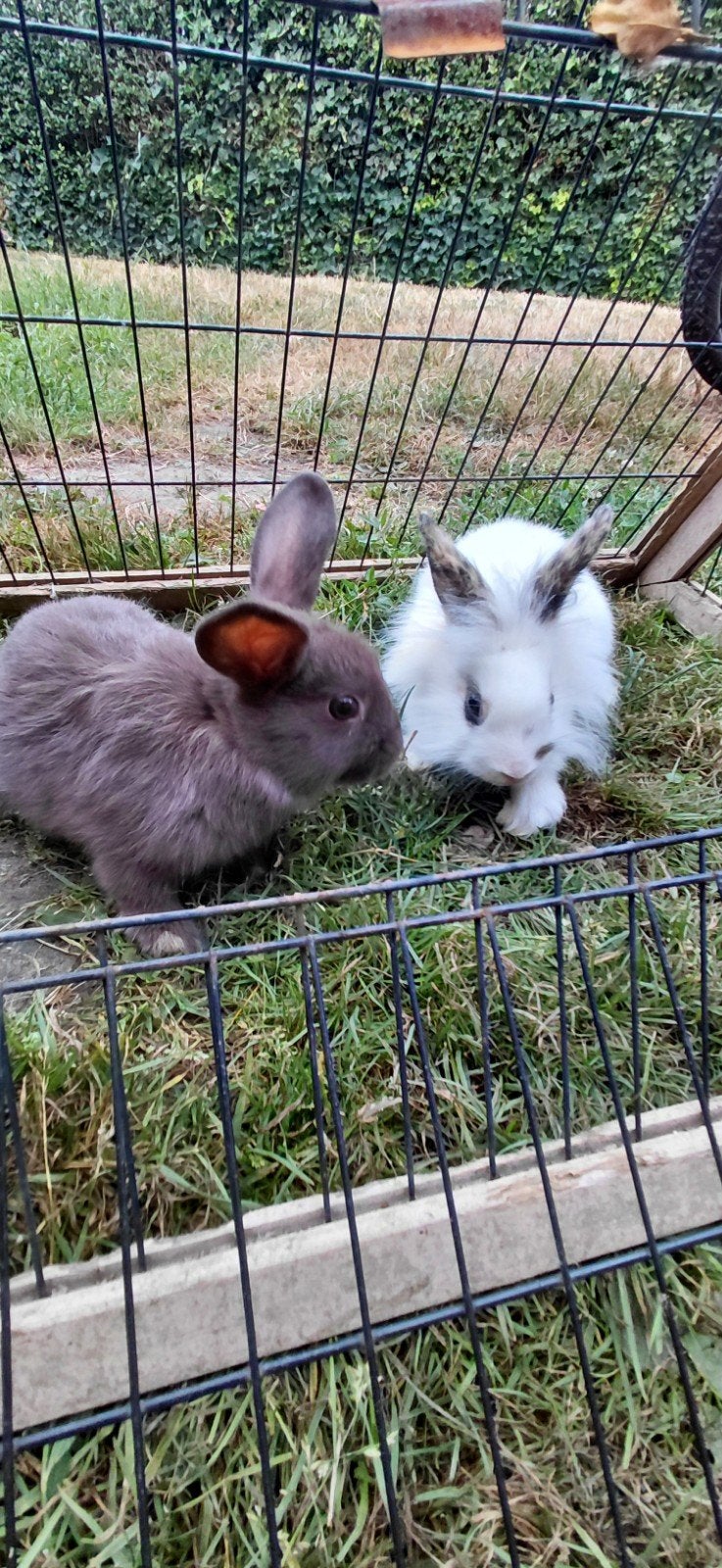 konijnen, Dieren en Toebehoren, Konijnen
