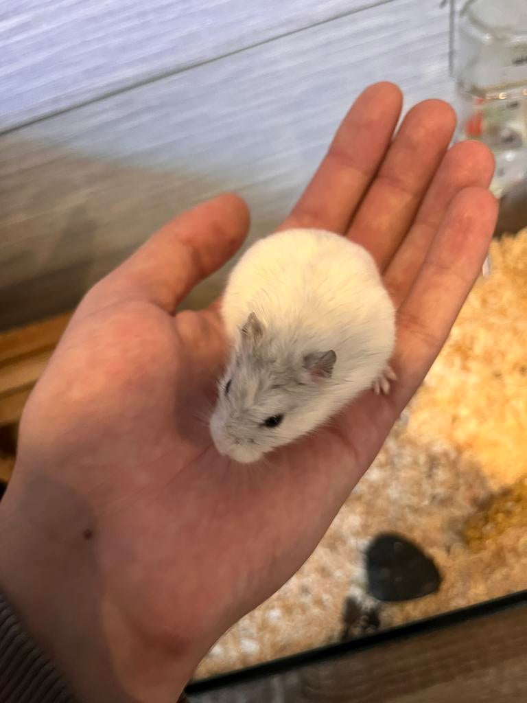 Tamme hamster, Hamster, Mâle, Mars, Domestique