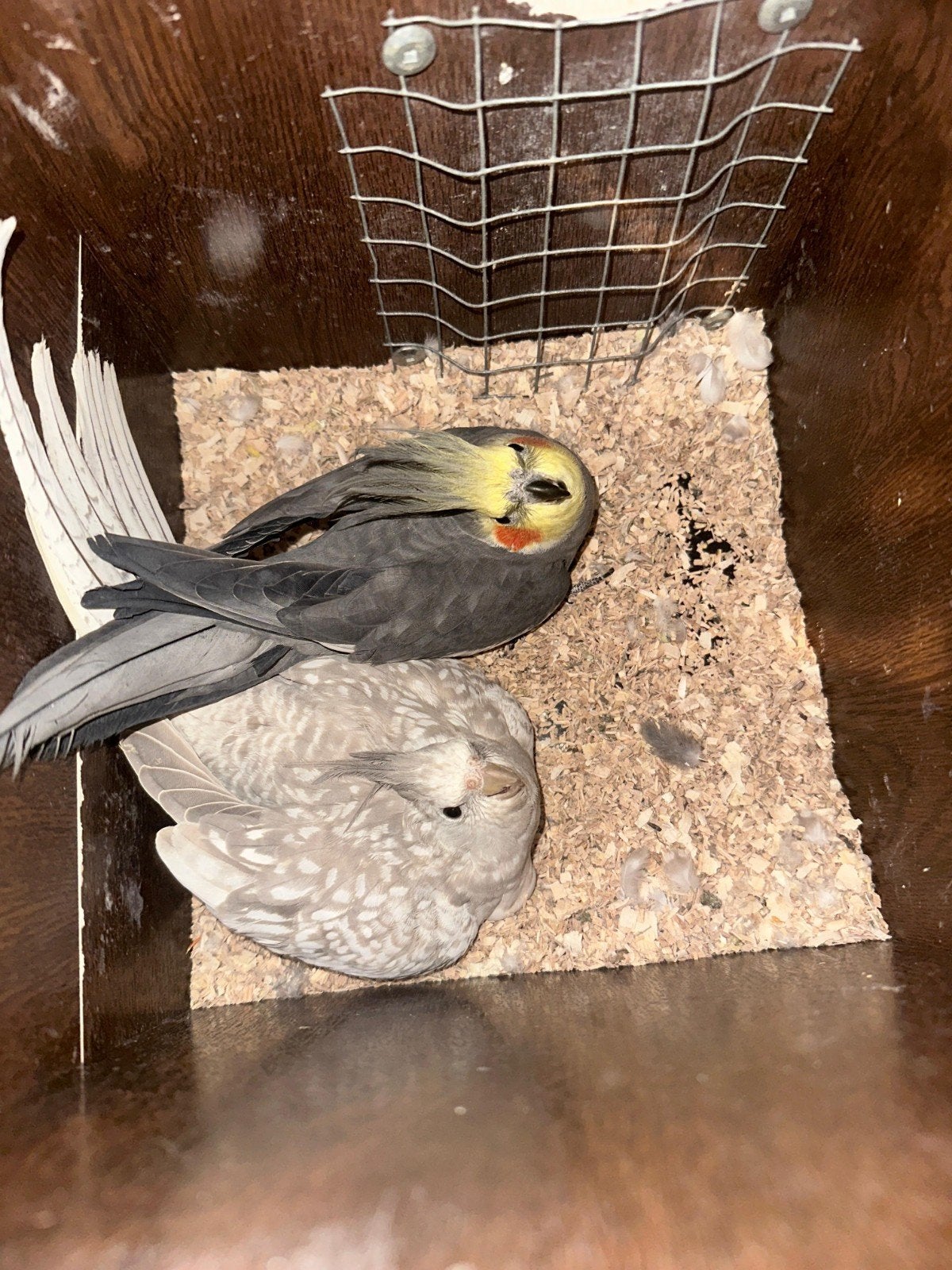 couple calopsitte reproduction, Animaux & Accessoires