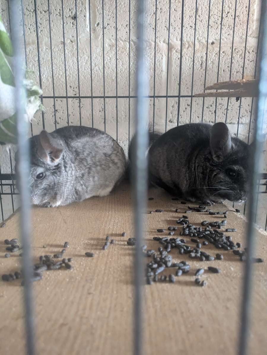 2 chinchillas met kooi 50 euro, Dieren en Toebehoren, Overige Dieren, Maart, Vrouwelijk