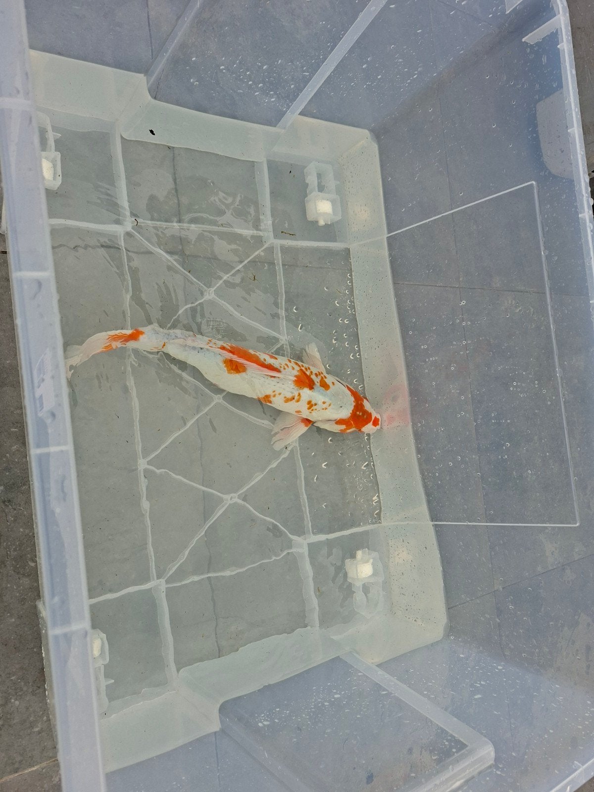 Japanse koi 50cm, Dieren en Toebehoren, Vissen | Vijvervissen