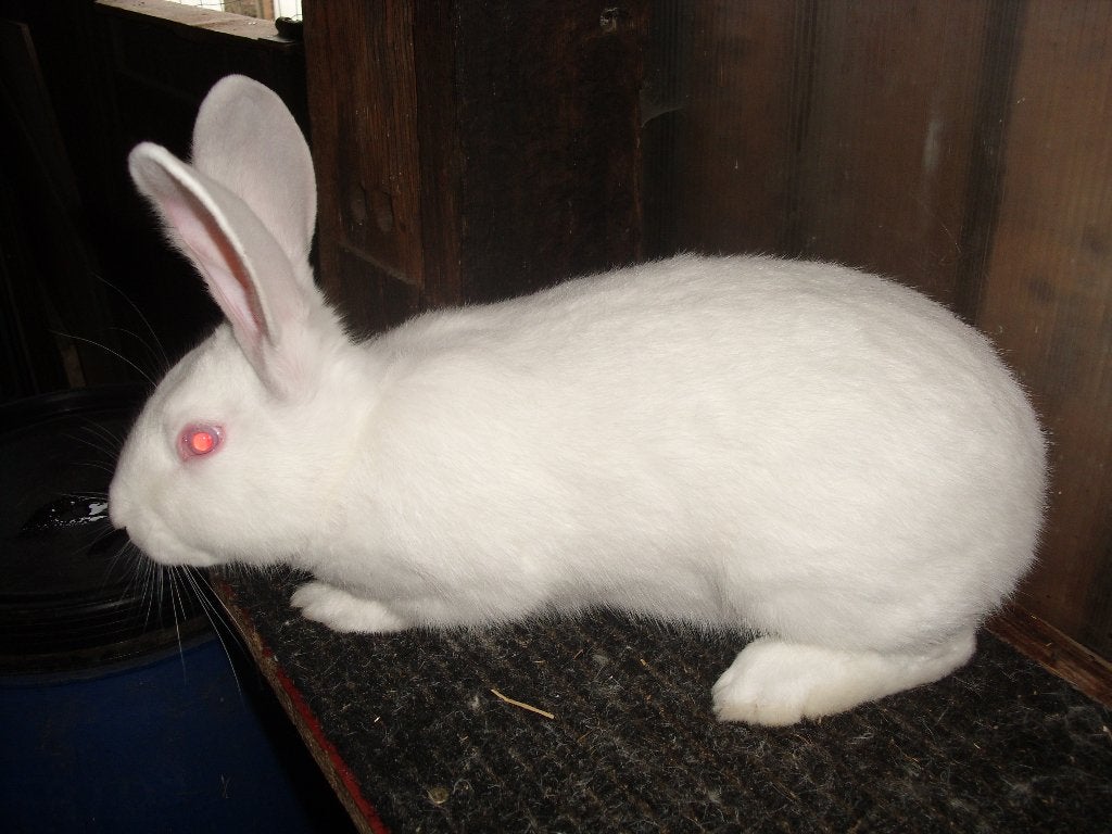 konijnen Witte Van Dendermonde, Dieren en Toebehoren, Konijnen