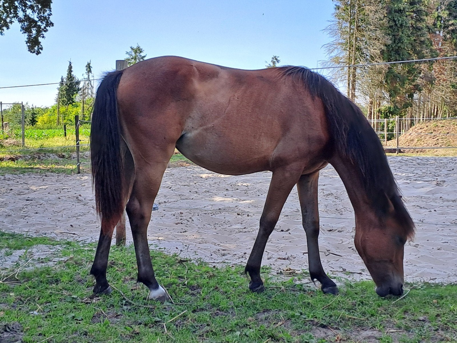 poney new forest, Animaux & Accessoires, Jument