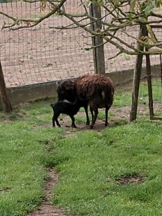 Soay ooi met lam, Dieren en Toebehoren, Schapen, Geiten en Varkens