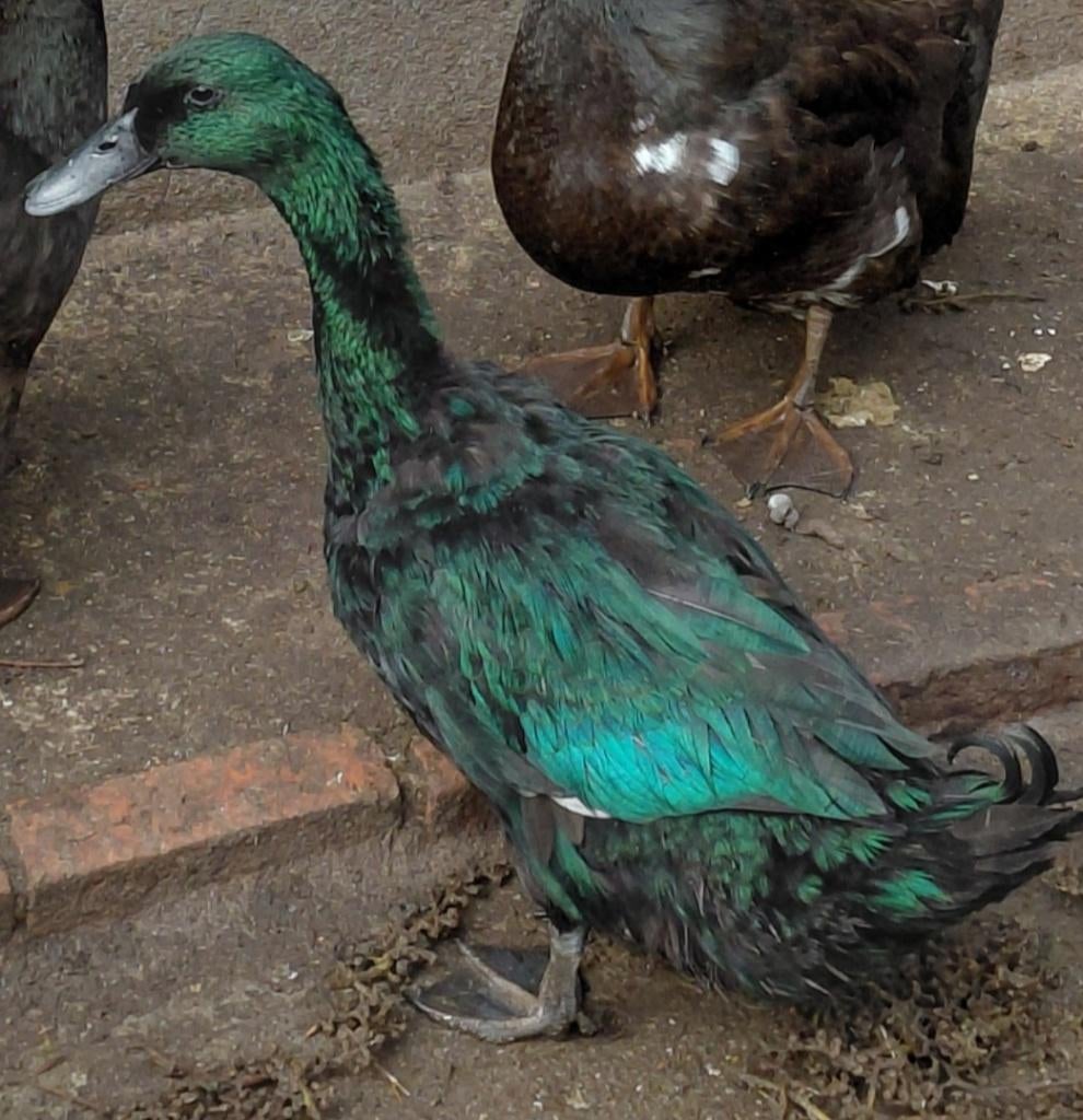 Cayuga eend broedeieren, Eend